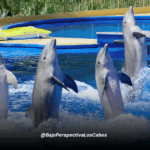 SHOWS ANIMALES MARINOS