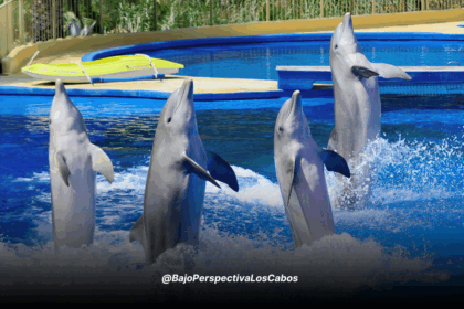 SHOWS ANIMALES MARINOS