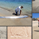 PEZ REMO EN LOS CABOS