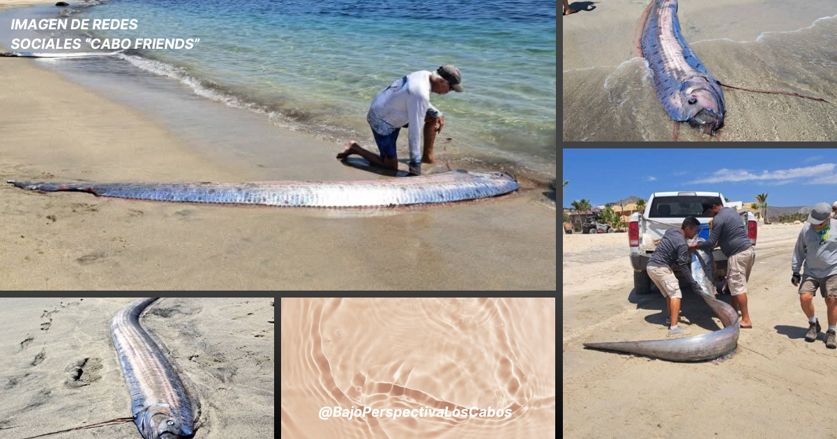 PEZ REMO EN LOS CABOS