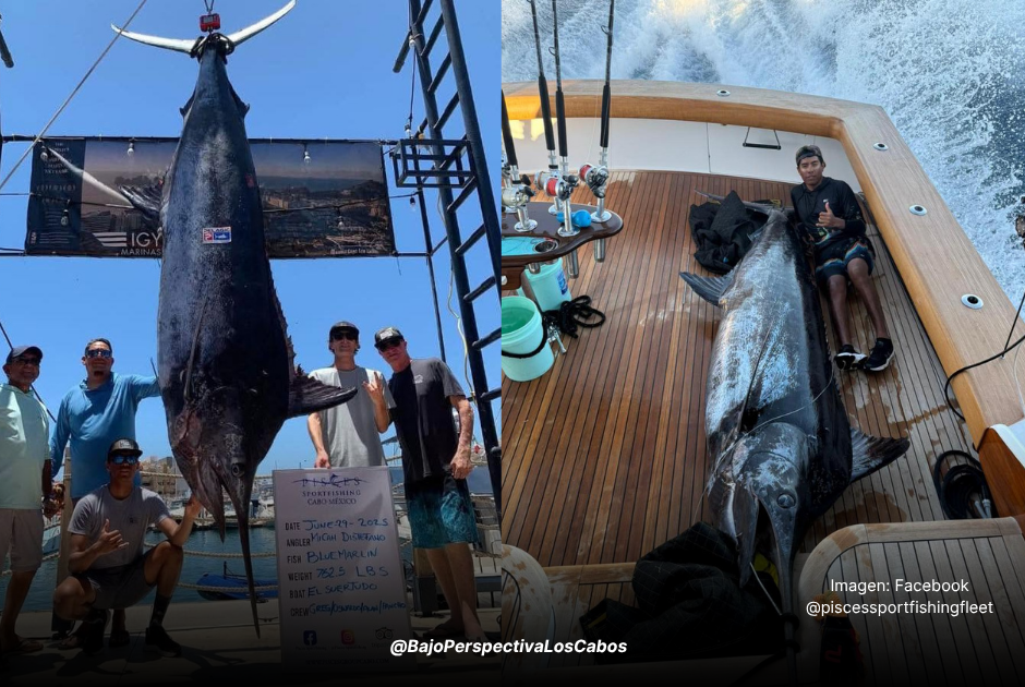 enorme marlin azul los cabos