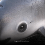 Vaquita marina peligro