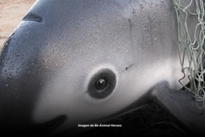 Vaquita marina peligro