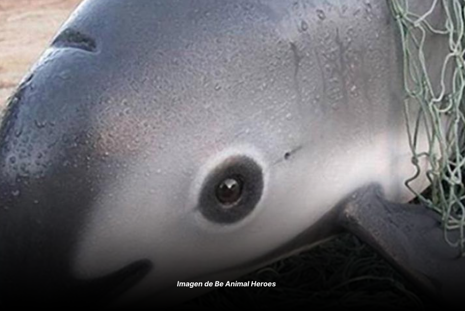 Vaquita marina peligro